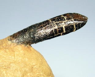 Diplodocus tooth 2